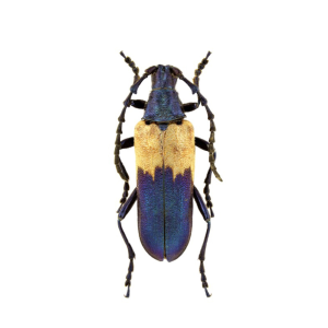 Beetle Bug II