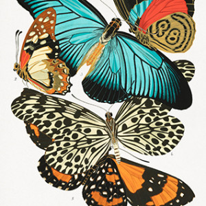 ButterflyDelightII
