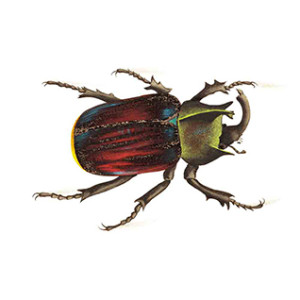 Dazzling-BeetleIII