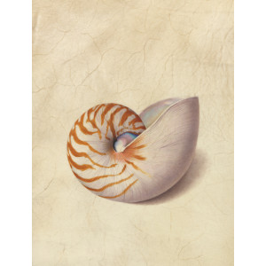 Pretty Shell