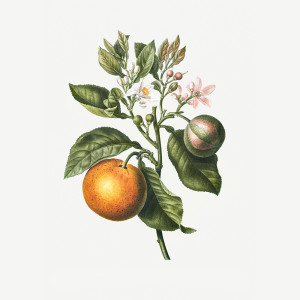 Vintage Bitter Orange