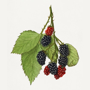 Vintage Blackberries