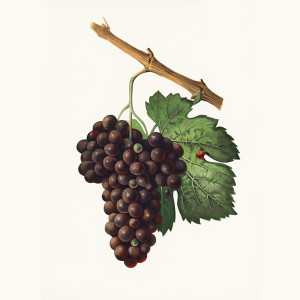 Vintage Grapes