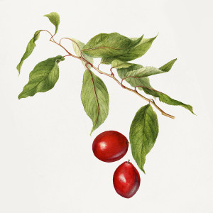 Vintage Plum