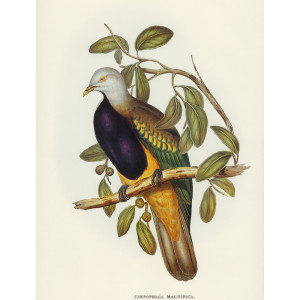 Woompoo Fruit Dove