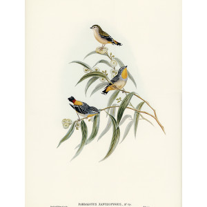 Yellow Rumped Pardalote