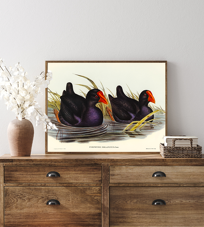 Featured Selections 2 - Black-backed Porphyrio